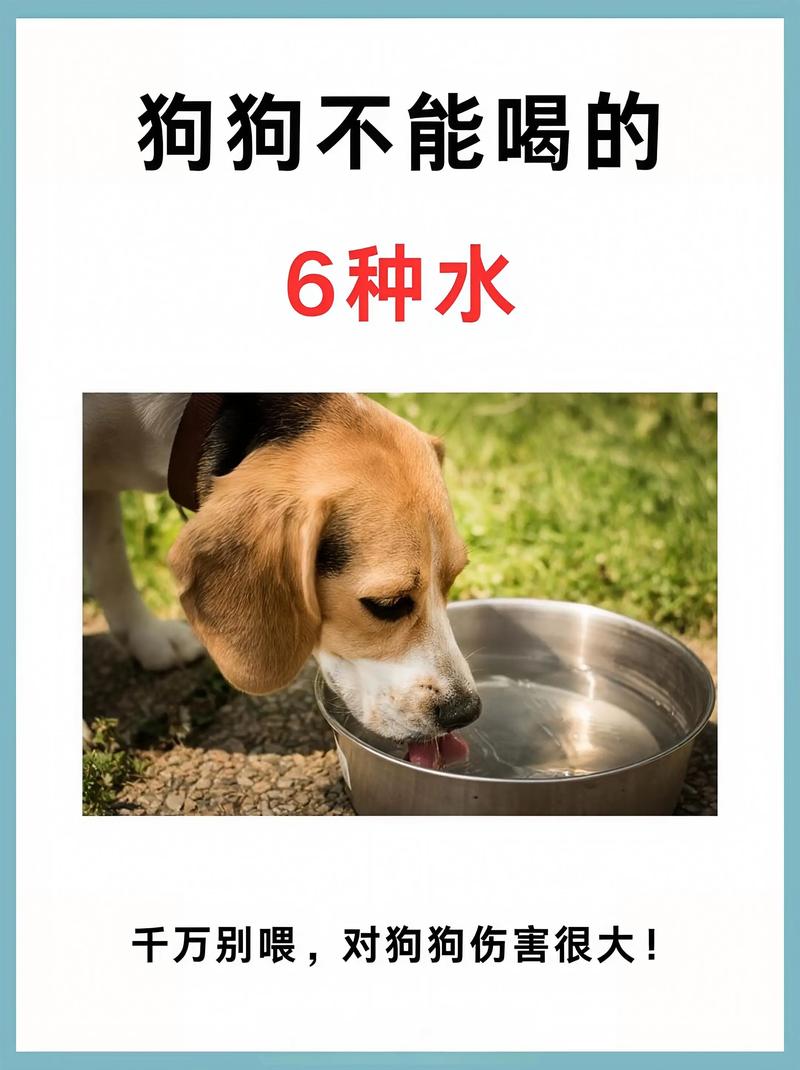狗狗不能喝的水有这几种,铲屎官赶紧收藏起来