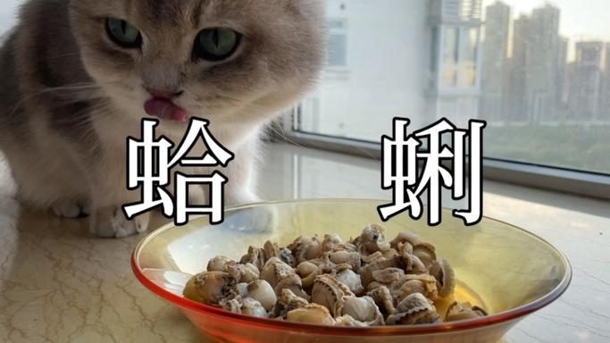 海带猫咪可以吃吗