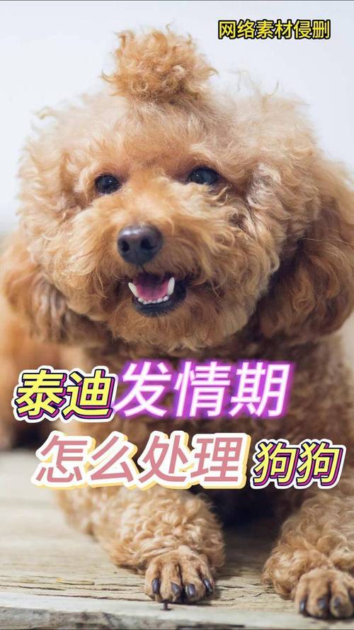 狗狗发情时怎么办?