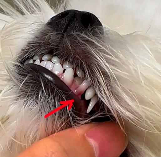 狗6个月双排牙还能掉吗