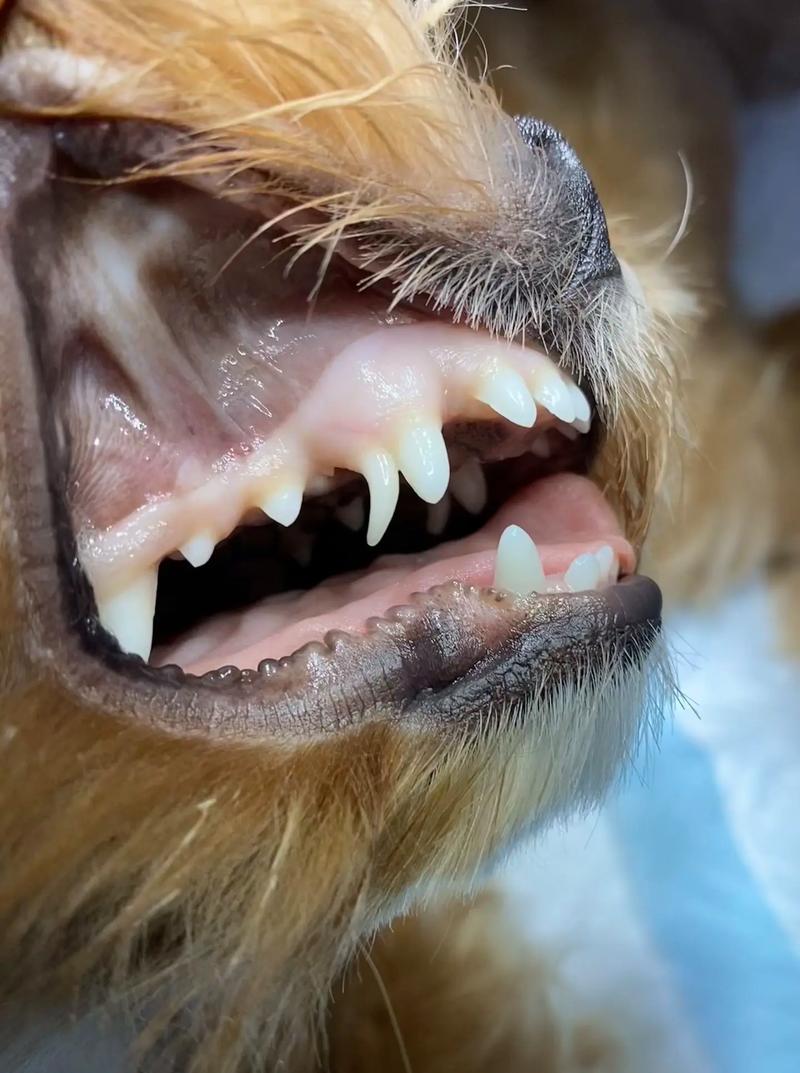 狗狗双排牙自己会掉吗