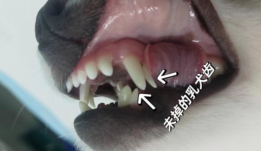 狗狗几个月双排牙退掉