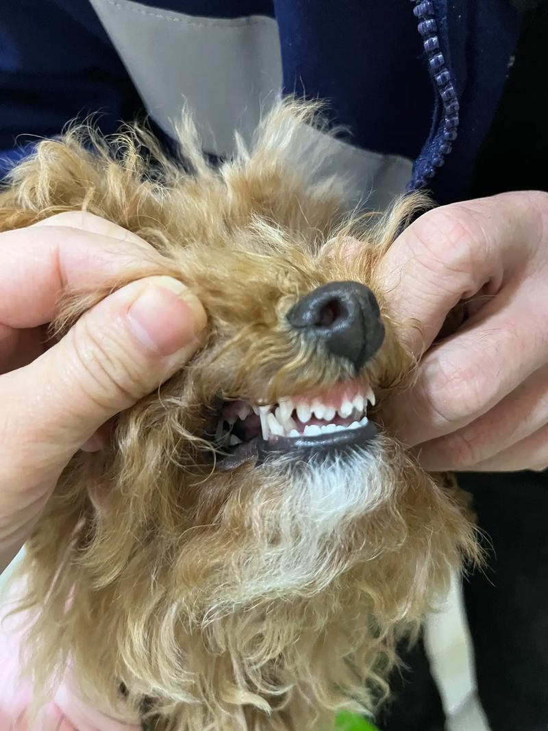 狗狗几个月双排牙退掉?
