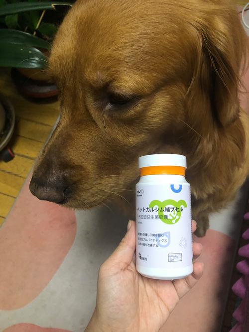 狗又吐又拉稀吃什么药