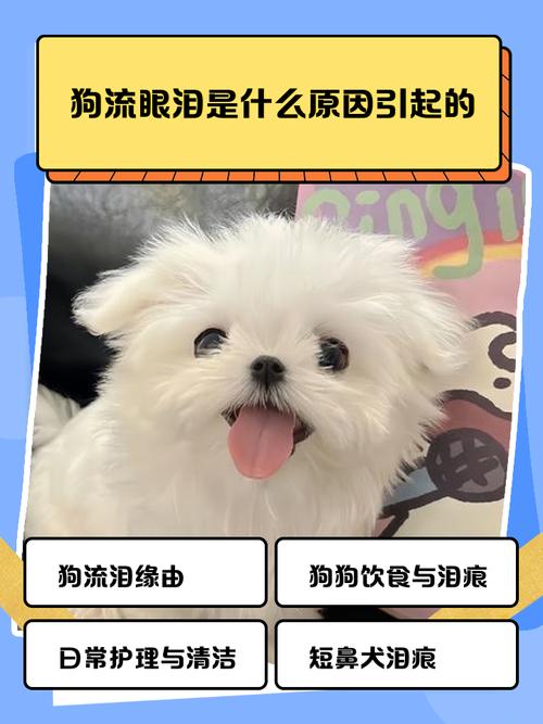 狗狗一直流眼泪怎么回事,还老是眯着眼睛