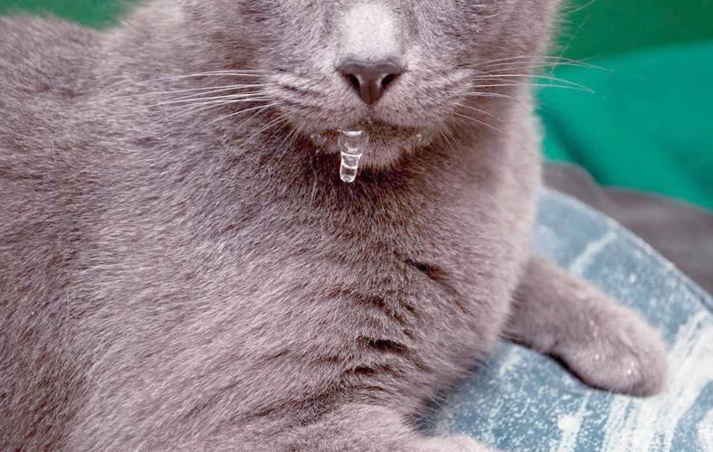 猫咪流口水粘稠透明