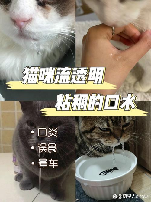 猫咪流口水粘稠透明吃什么药