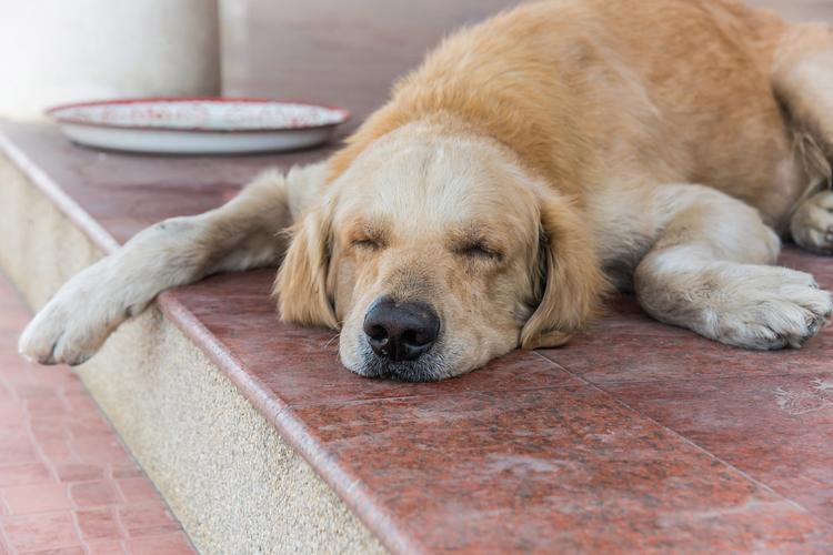 金毛发烧症状有哪些