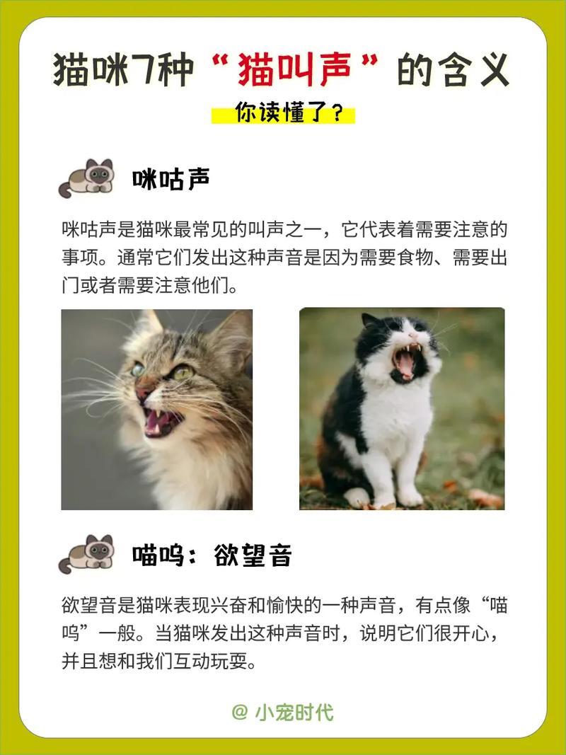 为什么猫猫会发出呼呼声音
