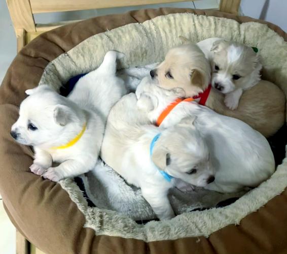 一个月的比熊能吃人的优酸乳吗?幼犬能吃人的奶制品吗