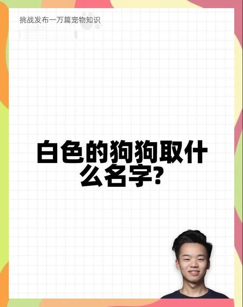 白色狗狗名字大全