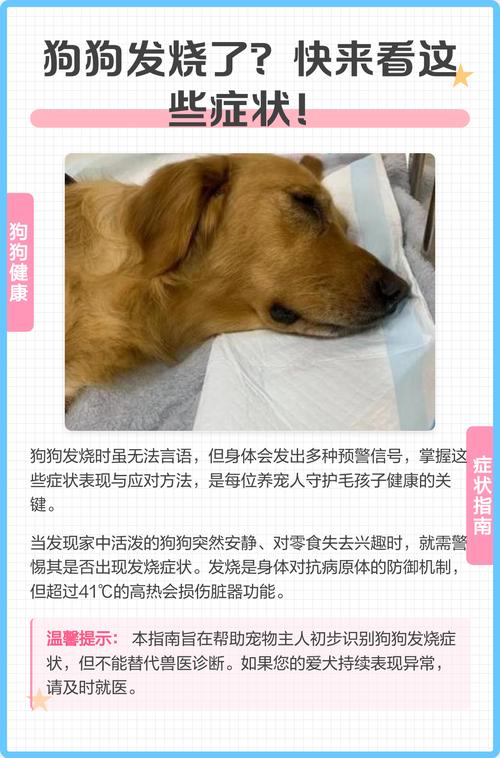 狗狗发烧都有哪些症状