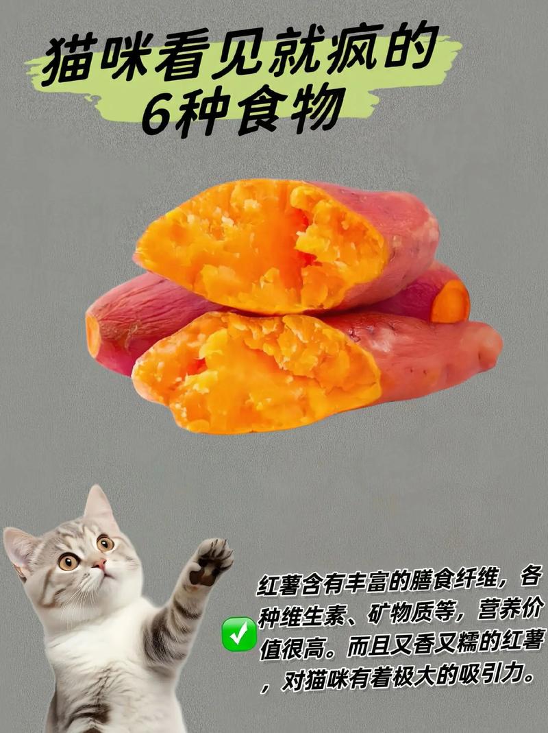 猫能吃面包吗