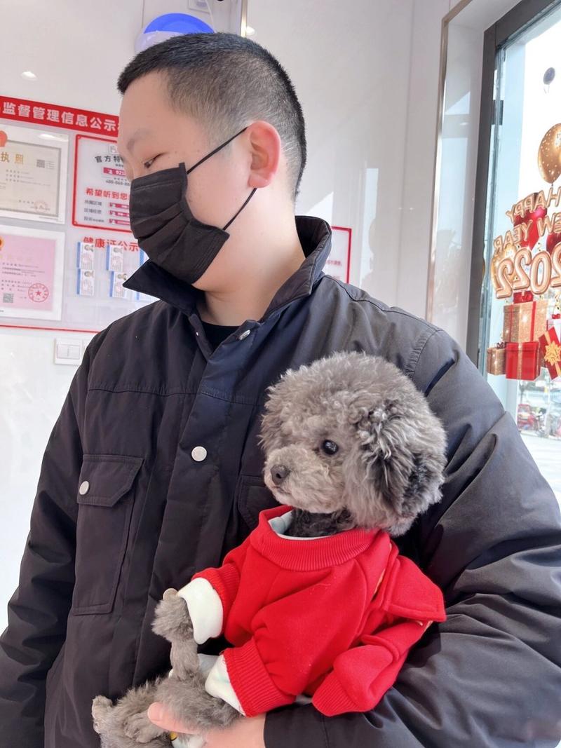 泰迪老了掉牙了还能活多久