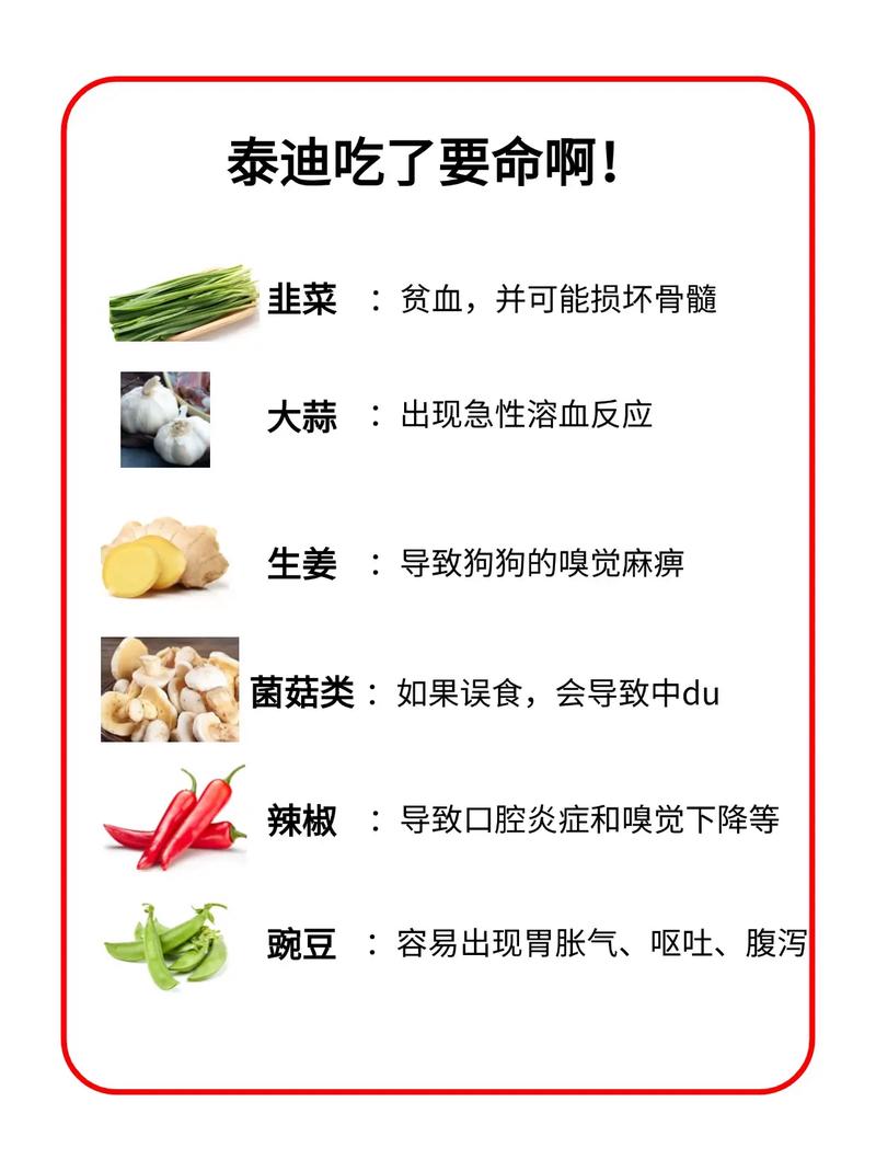 泰迪的寿命是多久,如何延长!