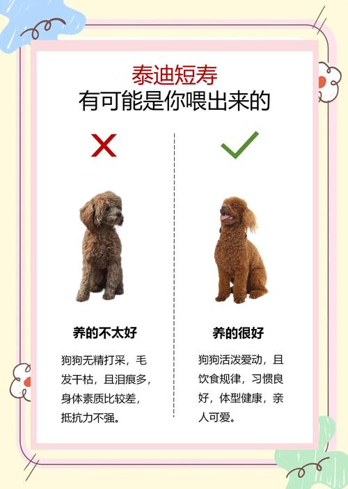 母泰迪狗茶杯犬的寿命有多长