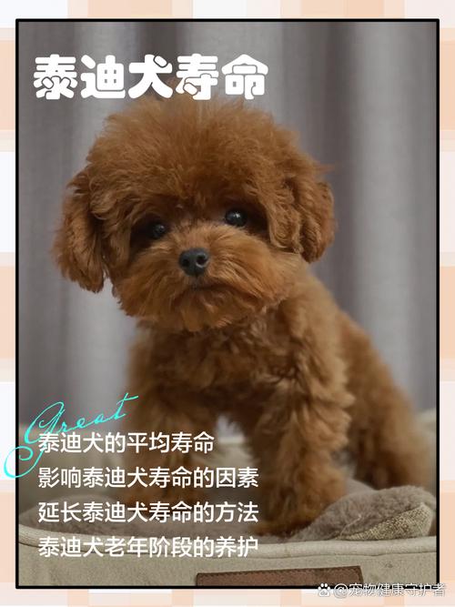 【馋不腻狗粮百科】泰迪一般寿命多长?