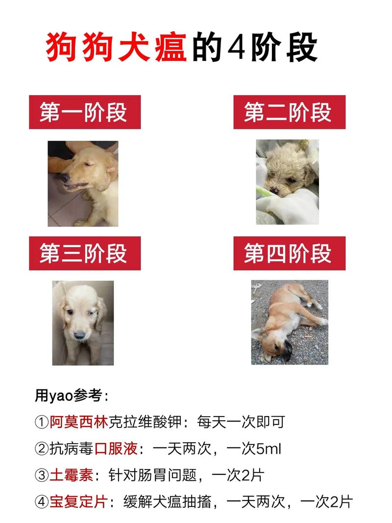 怎么知道狗狗是否得了犬瘟?