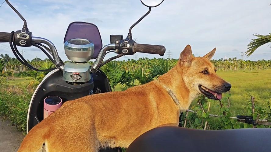 狗狗一般会坐两轮电动车吗?