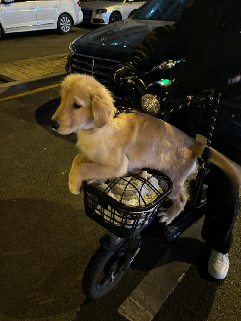 怎么训练一岁的金毛狗乖乖坐电动车阿?