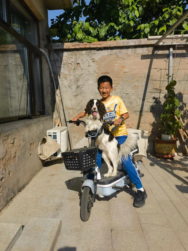 电动车带狗狗怎么固定住