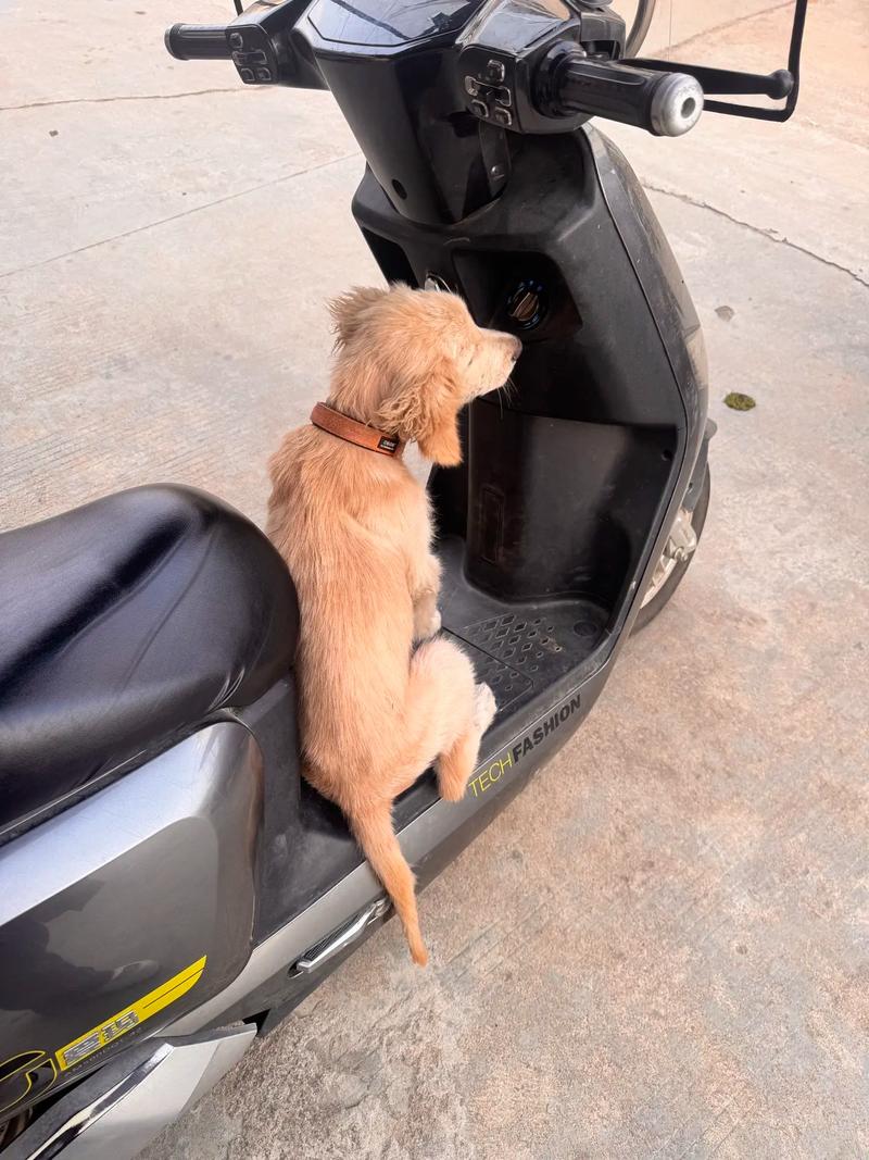 怎样才能让狗子乖乖坐电动车?