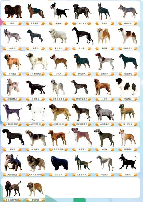 犬类品种大全