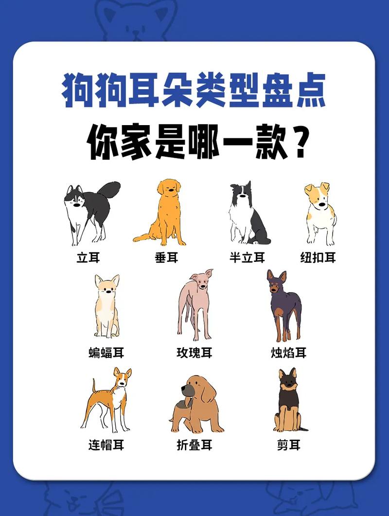 狗狗耳朵类型有哪些?