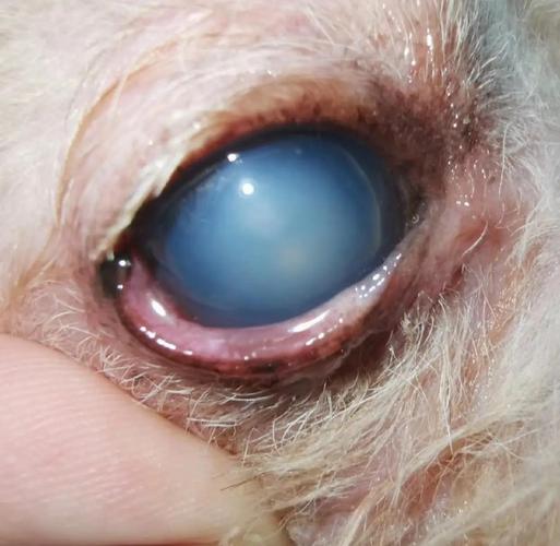 狗狗青光眼能治好吗