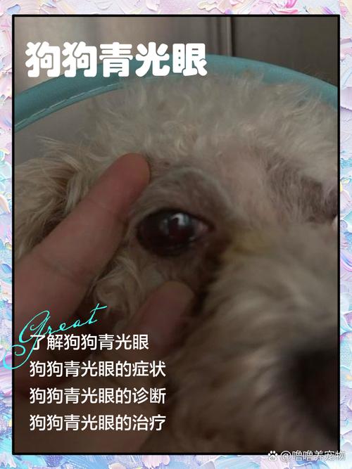 狗狗青光眼能治好吗?