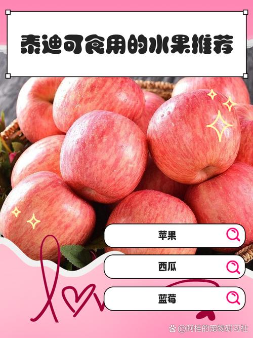 三个月的泰迪能吃什么水果