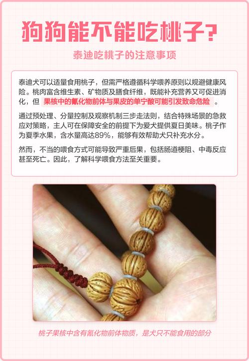 泰迪狗狗可以吃什么水果