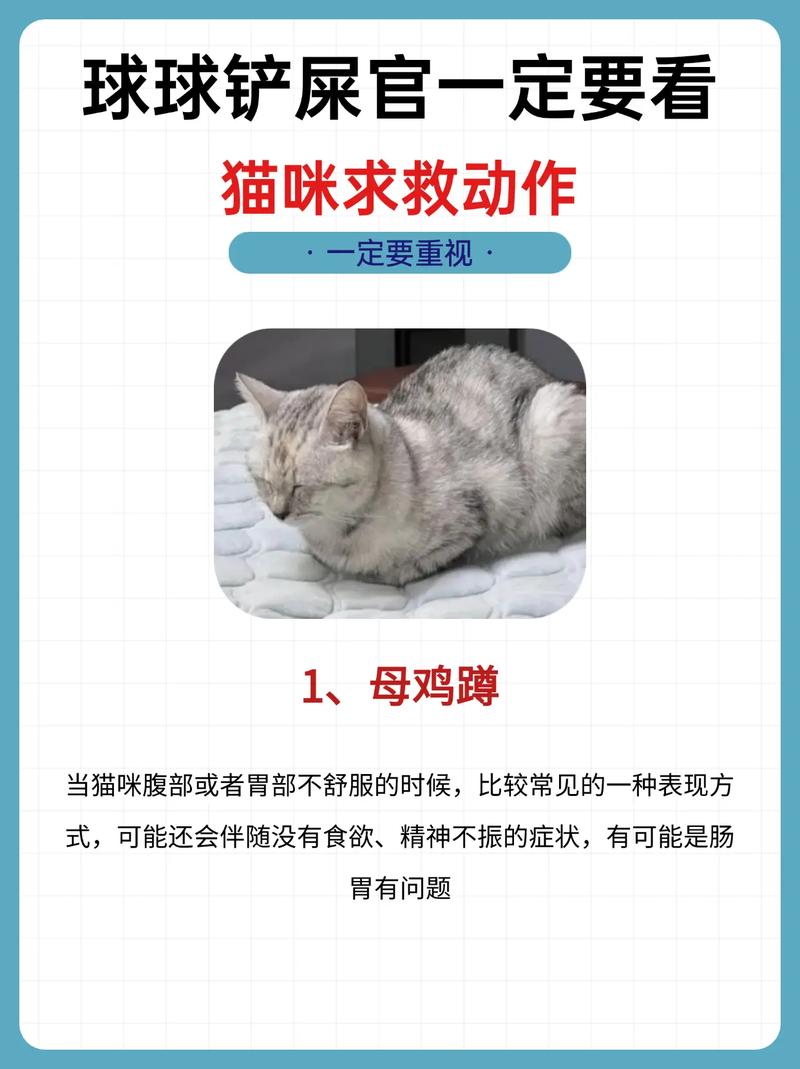猫咪抵抗力差的4个表现,仅用一招就能提高爱宠自身免疫力!