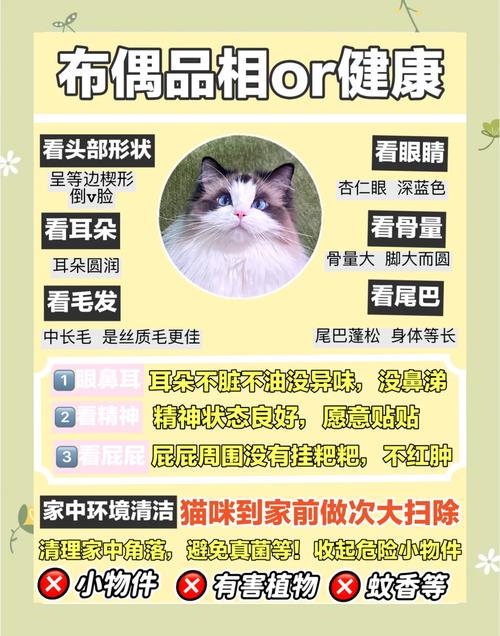 布偶猫掉毛严重怎么办?有什么方法可以轻松解决?