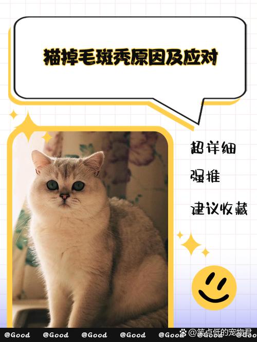 秃头猫咪还严重掉毛,多数是这4种原因