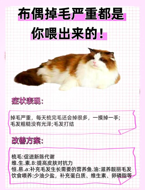 猫咪掉毛严重该怎么办?