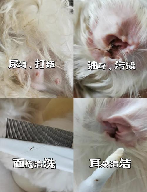 狗狗在怀孕的时候能不能洗澡