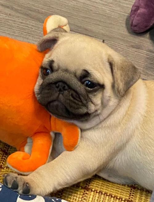 狗可以吃蛋黄吗