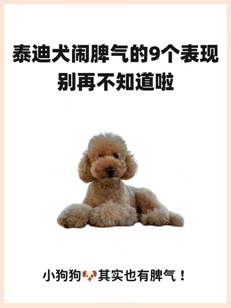 狗狗的脾气不好怎么办