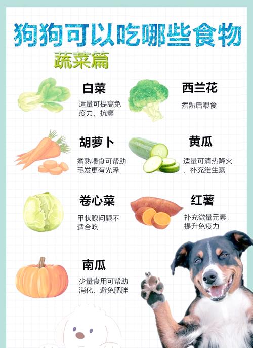 适合狗狗吃的6种蔬菜