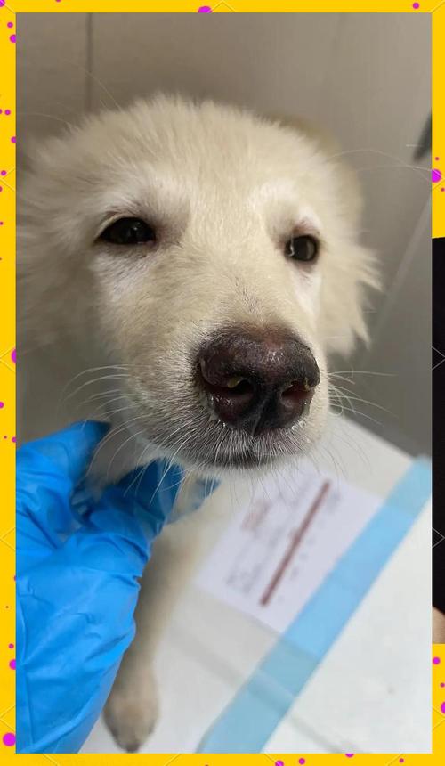 狗狗冠状病毒感染的症状有哪些?