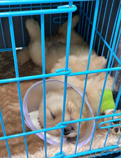 狗狗得冠状病毒危险期