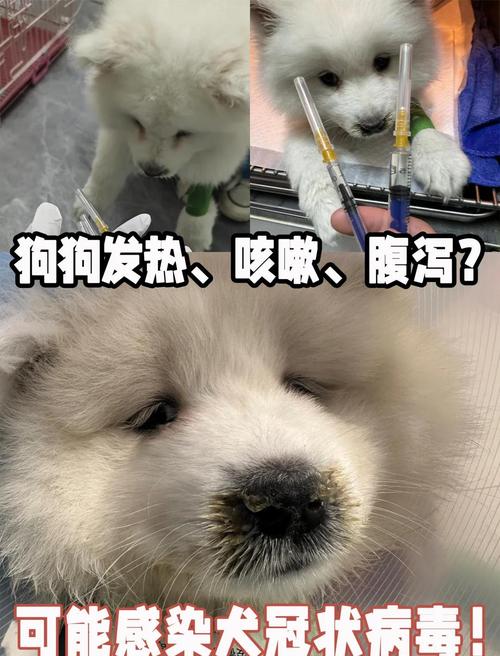 狗狗冠状病毒不吃食怎么办