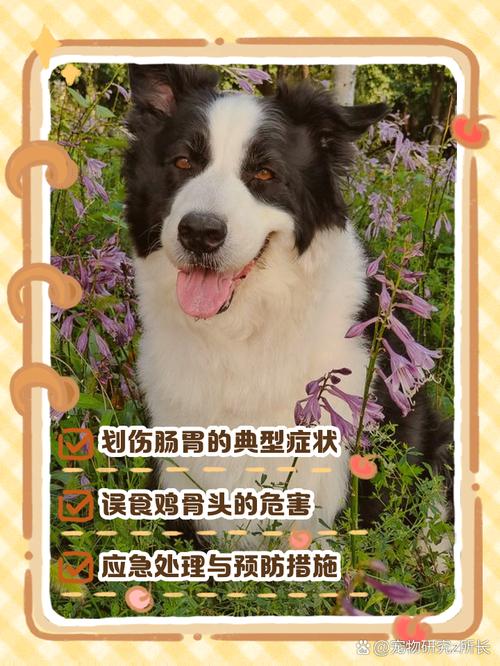 狗狗吃鸡骨头划伤肠胃的表现