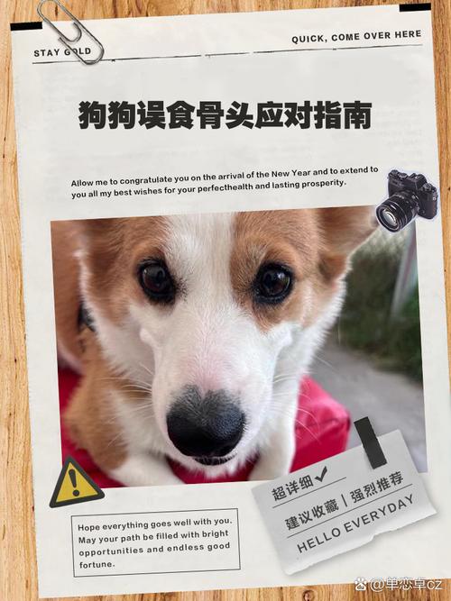 狗吞了骨头怎么判断没事