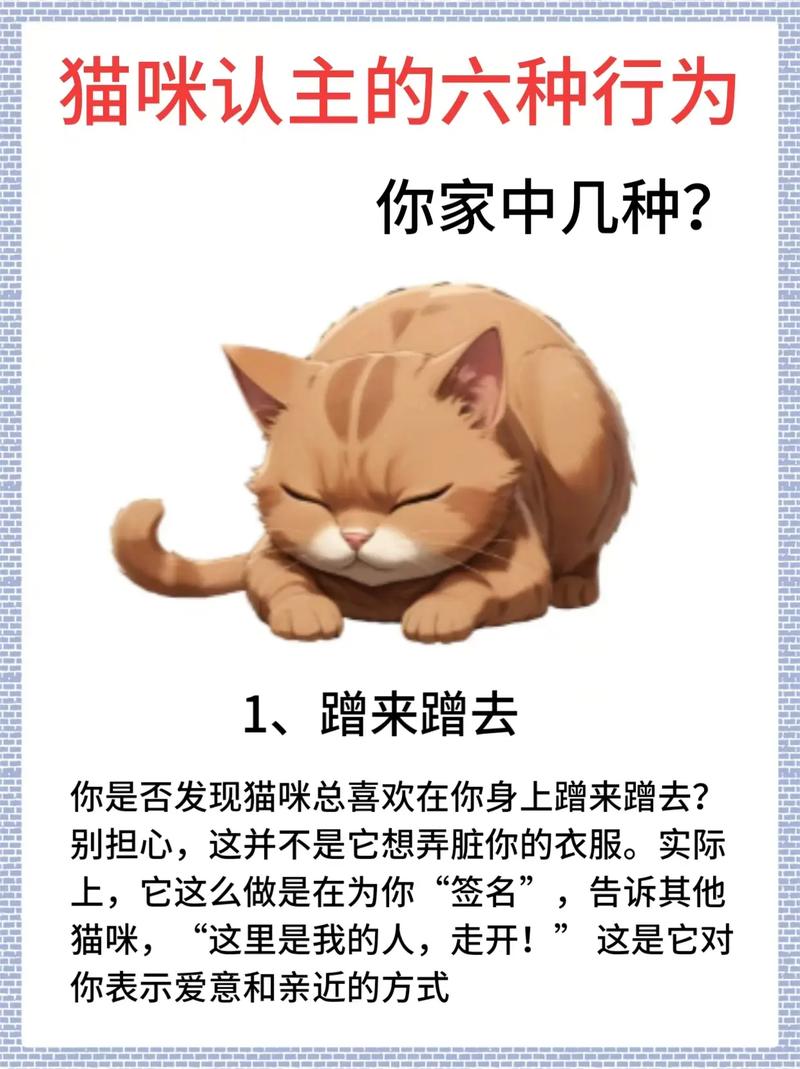 主人一靠近猫就呼噜