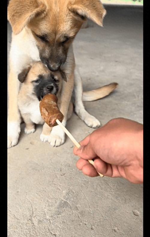 狗为何喜欢吃香肠?