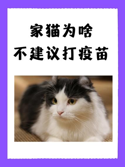 猫咪几个月打疫苗