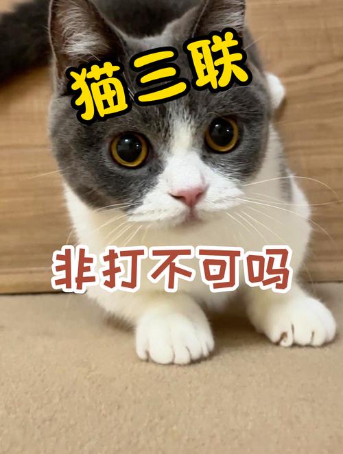 第一次养猫咪,需要注意哪些事项?!