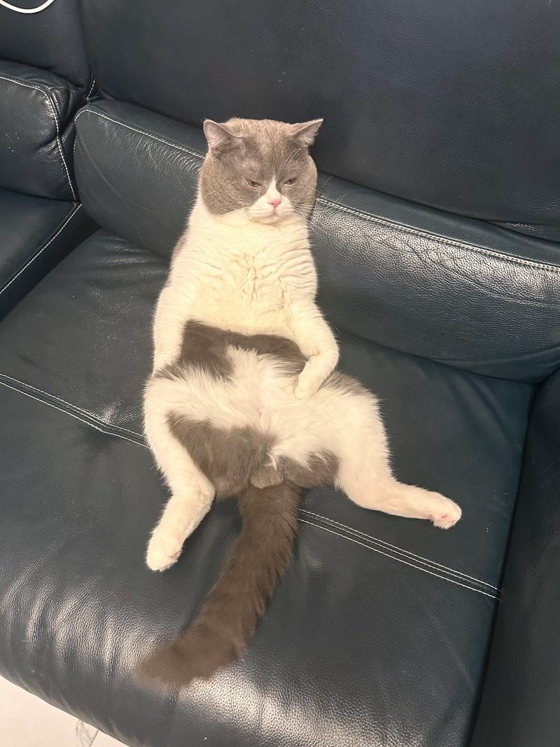 夏天可以在空调房里让猫猫睡觉吗??